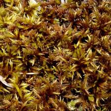 Attēlu rezultāti vaicājumam “Tomentypnum nitens”