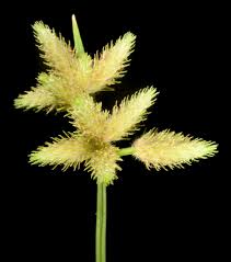 Attēlu rezultāti vaicājumam “Cyperaceae”