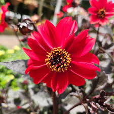 Image result for Dahlia x pinnata `Redskin`