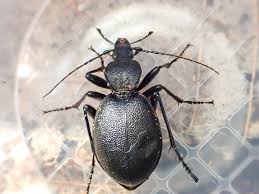 Attēlu rezultāti vaicājumam “Cychrus caraboides”