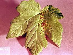 Attēlu rezultāti vaicājumam “Vasates quadripedes”