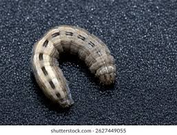 Attēlu rezultāti vaicājumam “Thalpophila matura”