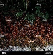 Attēlu rezultāti vaicājumam “Bryum caespiticium”