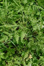 Attēlu rezultāti vaicājumam “Anthriscus sylvestris bud”