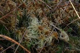 Attēlu rezultāti vaicājumam “Sphagnum fallax”