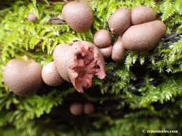 Attēlu rezultāti vaicājumam “Lycogala confusum”