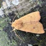 Attēlu rezultāti vaicājumam “Enargia paleacea”