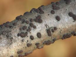 Attēlu rezultāti vaicājumam “Hypoxylon fuscum”