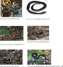 Attēlu rezultāti vaicājumam “Vipera berus”