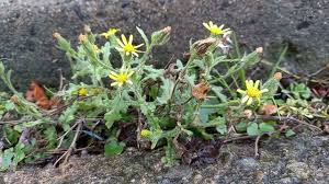 Attēlu rezultāti vaicājumam “Senecio viscosus leaf”
