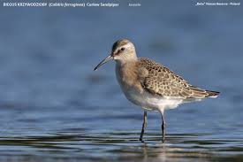 Attēlu rezultāti vaicājumam “Calidris ferruginea”