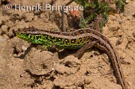 Attēlu rezultāti vaicājumam “Lacerta agilis”