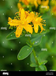 Attēlu rezultāti vaicājumam “Hypericum maculatum flower”