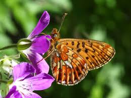 Attēlu rezultāti vaicājumam “Clossiana euphrosyne upperside”