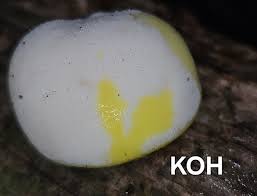 Attēlu rezultāti vaicājumam “Didymium serpula spores”