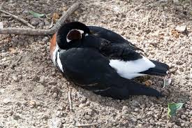 Image result for Branta ruficollis