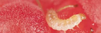 Attēlu rezultāti vaicājumam “Byturus tomentosus”