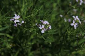 Attēlu rezultāti vaicājumam “Cakile maritima subsp. baltica flower”