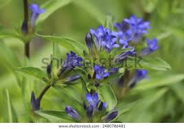Attēlu rezultāti vaicājumam “Gentiana cruciata flower”