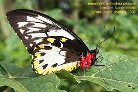 Attēlu rezultāti vaicājumam “Lepidoptera”