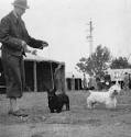 Ridley Cesky Terriers: History of the Cesky Terrier