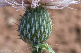 Attēlu rezultāti vaicājumam “Cirsium x rigens flower”