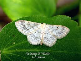 Attēlu rezultāti vaicājumam “Idaea biselata”