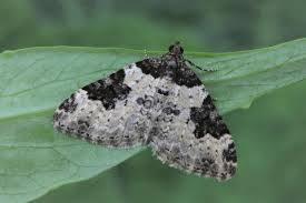 Attēlu rezultāti vaicājumam “Xanthorhoe fluctuata”