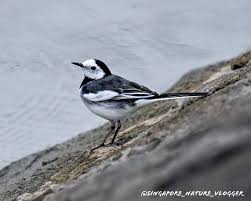 Image result for Motacilla alba