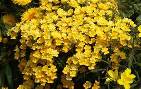 Image result for Elfenspiegel