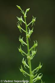 Attēlu rezultāti vaicājumam “Malaxis monophyllos flower”