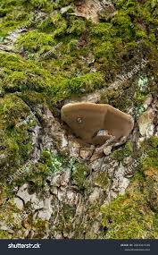 Attēlu rezultāti vaicājumam “Phellinus alni”