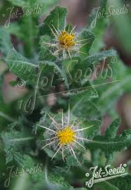 Image result for Cnicus benedictus