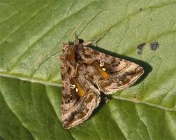 Attēlu rezultāti vaicājumam “Autographa pulchrina”