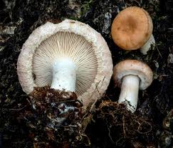 Attēlu rezultāti vaicājumam “Reticularia lycoperdon young”