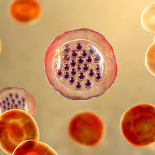 Attēlu rezultāti vaicājumam “Diachea muscorum plasmodium”