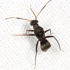 Attēlu rezultāti vaicājumam “Collaria sp.”