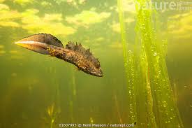 Attēlu rezultāti vaicājumam “Triturus cristatus”