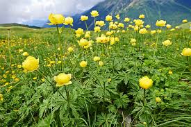 Attēlu rezultāti vaicājumam “Trollius europaeus flower”