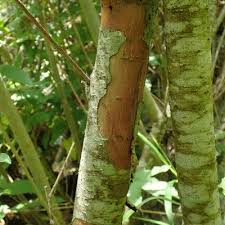 Attēlu rezultāti vaicājumam “Salix triandra”