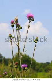 Attēlu rezultāti vaicājumam “Cirsium heterophyllum”