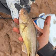 Image result for Microgadus tomcod