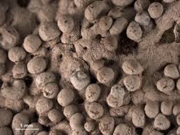 Attēlu rezultāti vaicājumam “Diderma subviridifuscum”