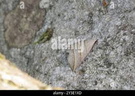 Attēlu rezultāti vaicājumam “Colobochyla salicalis”