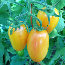 Afbeeldingsresultaat voor blushing yellow tomato