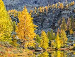 Attēlu rezultāti vaicājumam “Larix decidua”