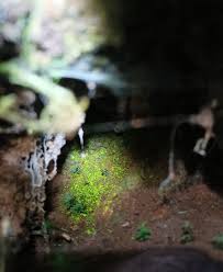 Attēlu rezultāti vaicājumam “Schistostega pennata”