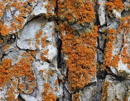 Attēlu rezultāti vaicājumam “Xanthoria fulva”