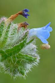 Attēlu rezultāti vaicājumam “Anchusa arvensis”