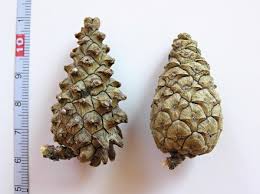 Attēlu rezultāti vaicājumam “Pinus sylvestris fruit”